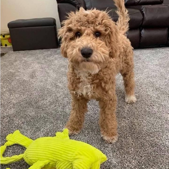 Meet your Posher!!! Like my other flyer too!!!! - Picture 13 of 14